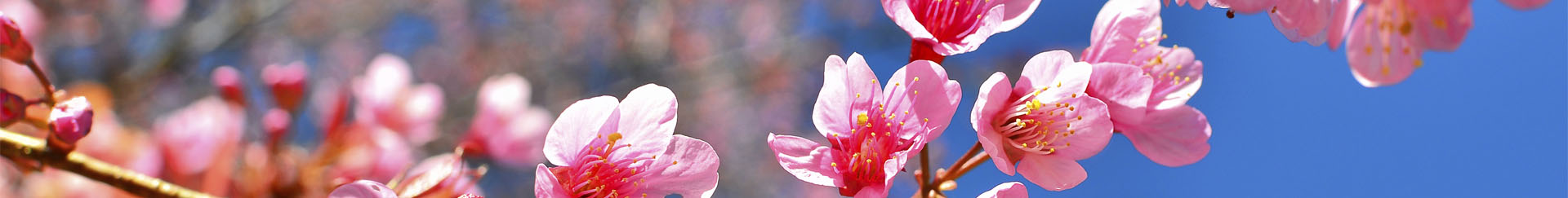 about-banner